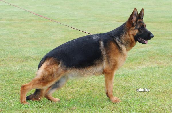 public/dog_images/610/1719241549.Nelly di Terra Scura.jpg